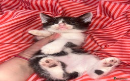 Mixed Breed cats for sale: 4 kittens needing a good home asap. - Image 3