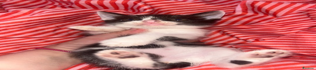 Mixed Breed Kitten 1