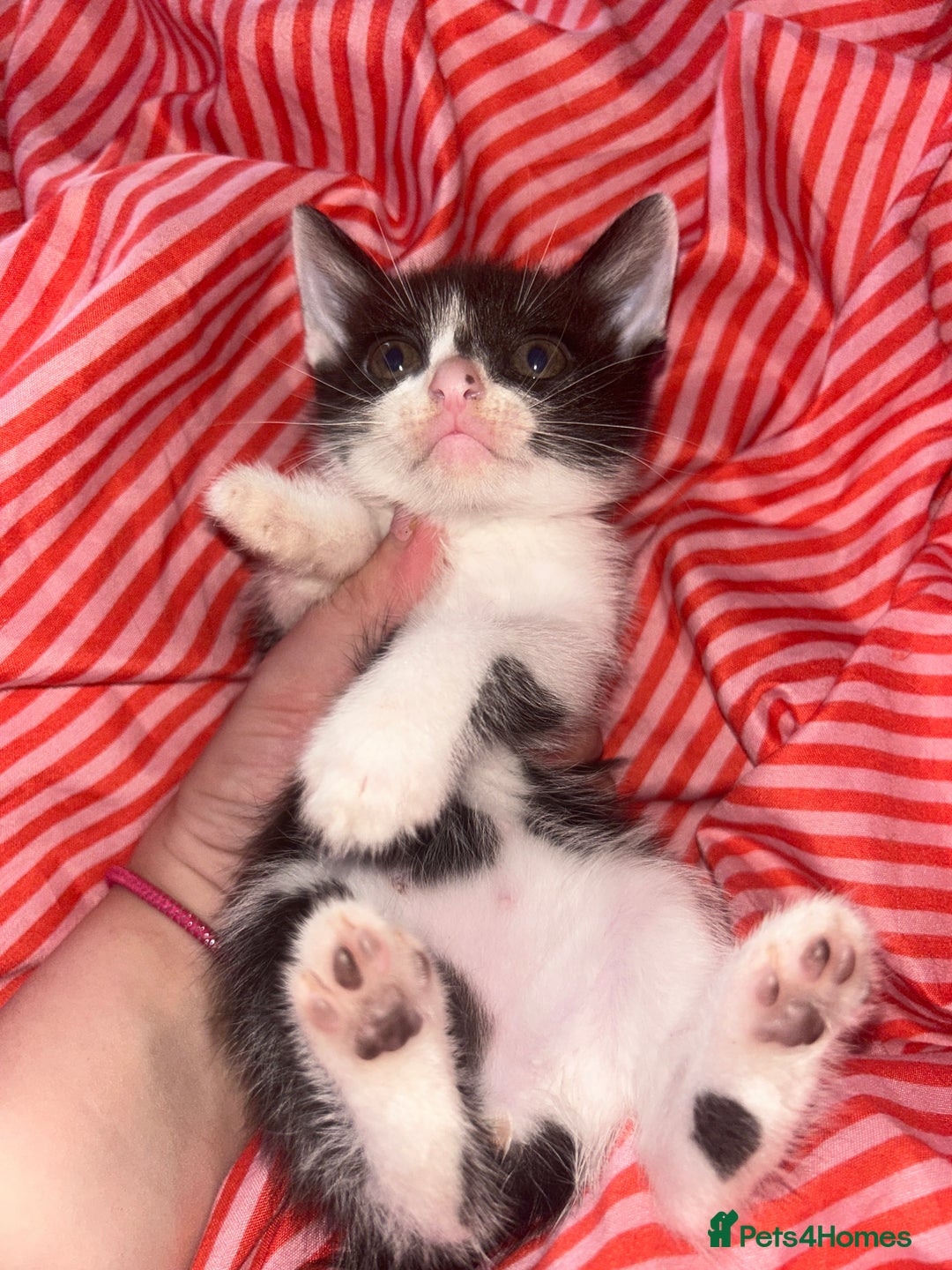 Mixed Breed cats for sale: 4 kittens needing a good home asap. - Image 3