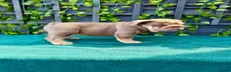 English Bulldog dogs for sale: Stunning bulldog puppies for sale  - Advert 4