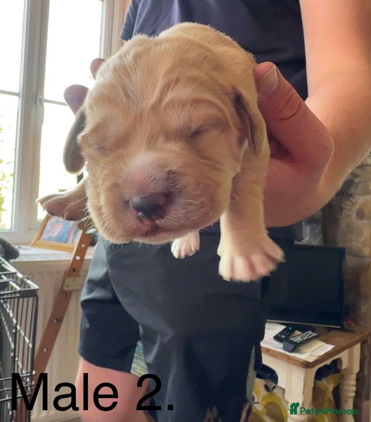 Cockerdor Puppy 2