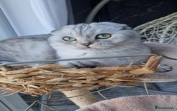 Scottish Fold cats for sale: Scottish Folds, adult cat looking for a Sweet home - Advert 2