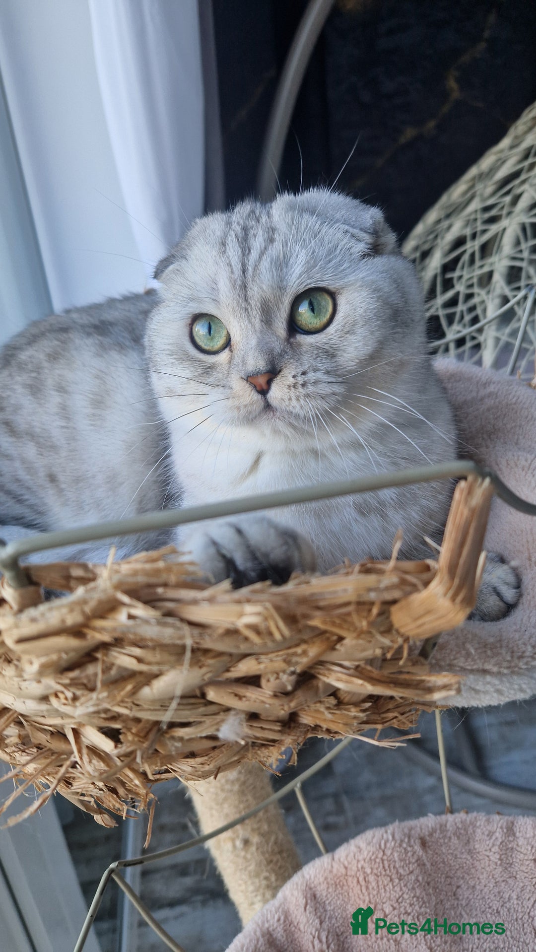 Scottish Fold cats for sale: Scottish Folds, adult cat looking for a Sweet home - Advert 2