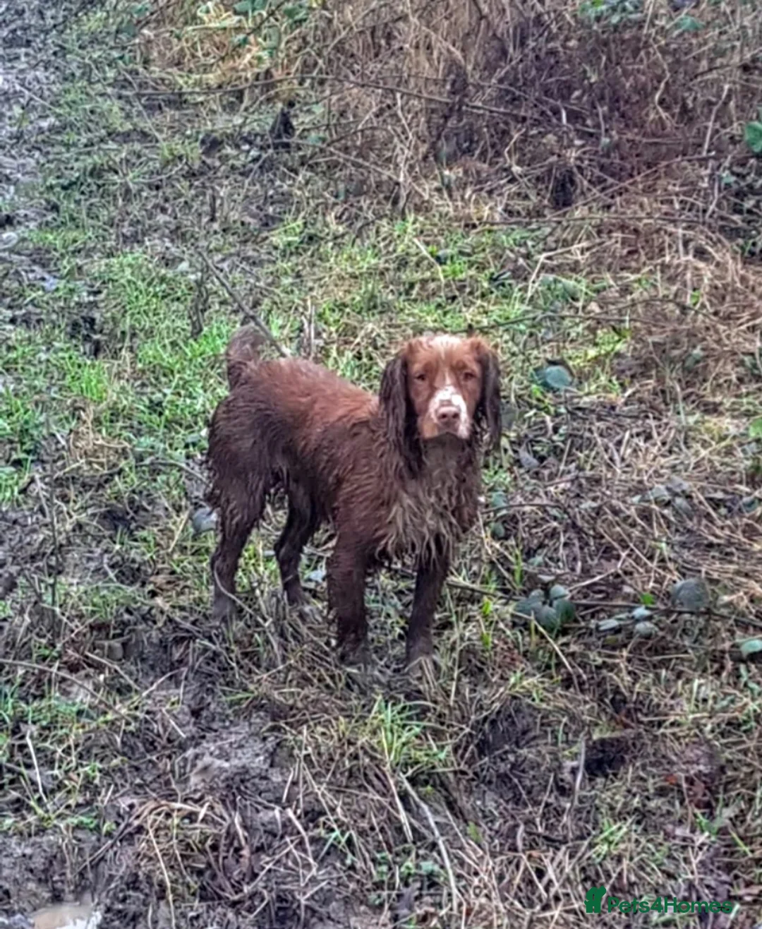 Cocker Spaniel dogs for stud: KC Reg, Health tested Red WCS Champions lines in Doncaster - Advert 2