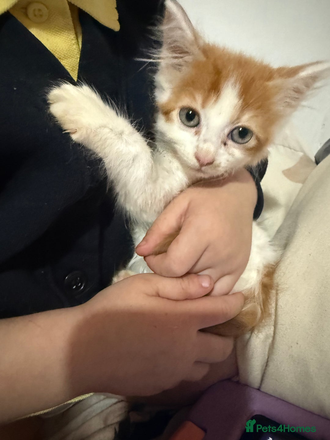 Mixed Breed cats for sale: 3 male kittens  - Image 4