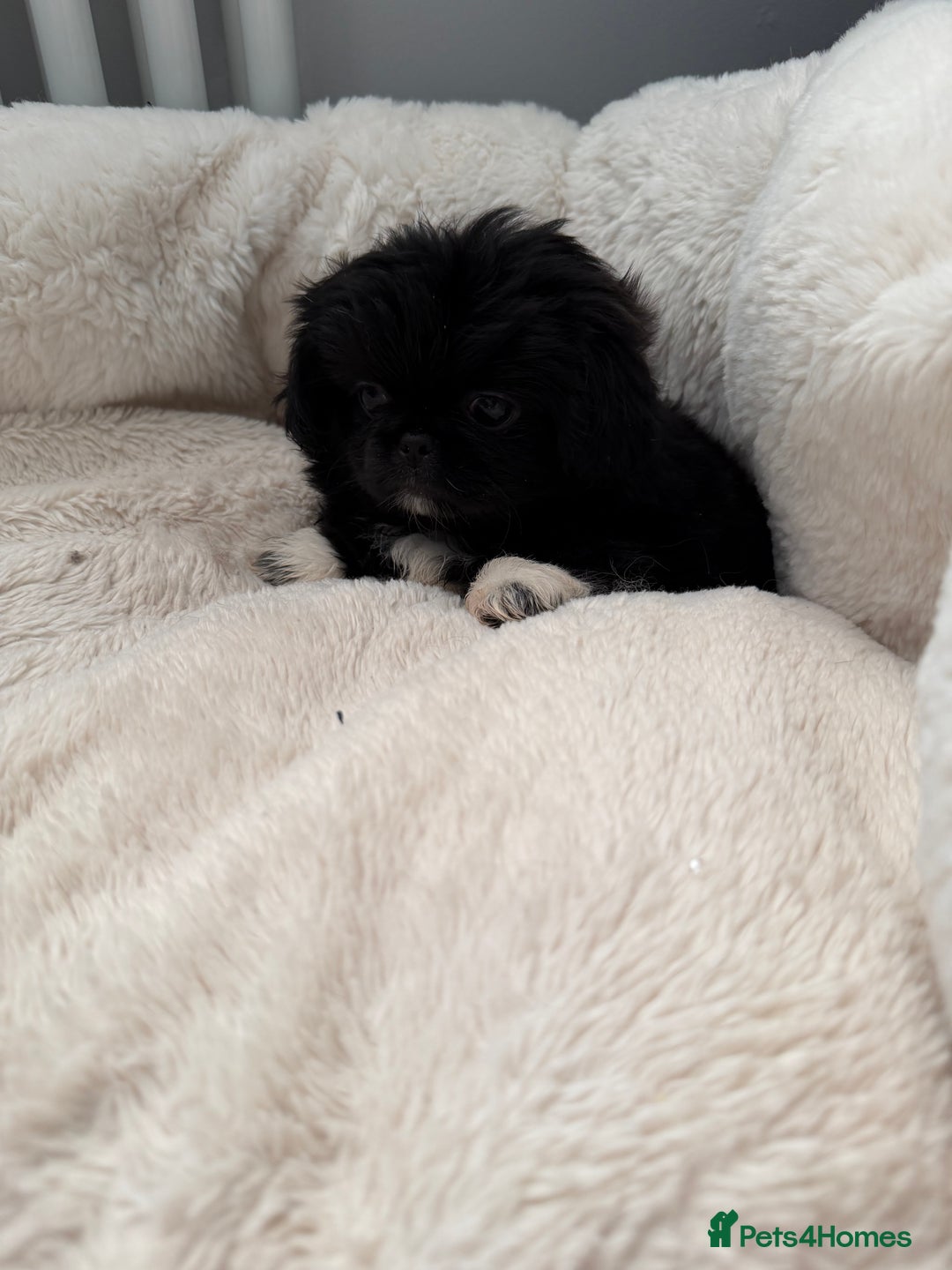 Pekingese dogs for sale: Adorable Pekingese puppies - Advert 2