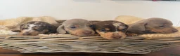 Miniature Dachshund dogs for sale: Rainbow Litter of Dachdhund Babies - Advert 3