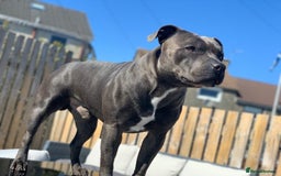Staffordshire Bull Terrier dogs for stud: Blue Staffordshire bull terrier proven stud in Port Glasgow - Image 5