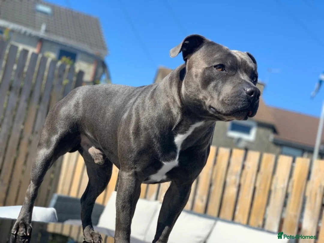 Staffordshire Bull Terrier dogs for stud: Blue Staffordshire bull terrier proven stud in Port Glasgow - Advert 5