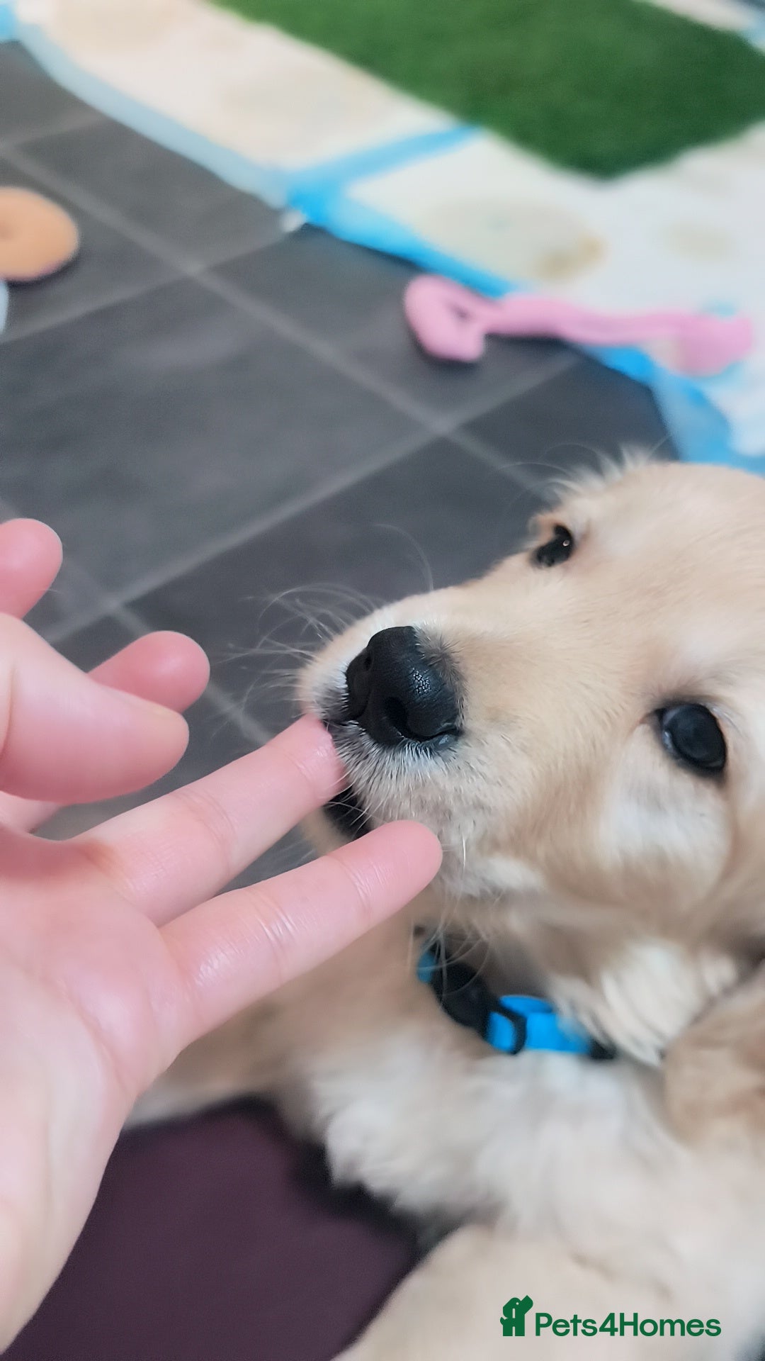 Golden Retriever dogs for sale: Gorgeous golden retriever puppies 🐕 - Advert 5