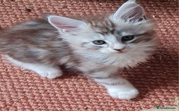 Maine Coon cats for sale: Stunning pedigree Mainecoon Kittens  - Image 20
