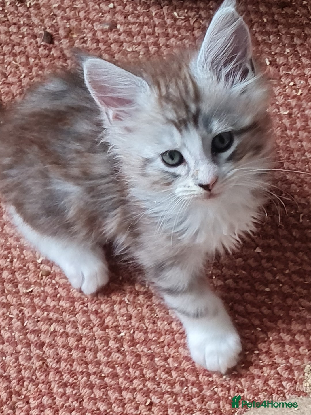 Maine Coon cats for sale: Stunning pedigree Mainecoon Kittens  - Image 20