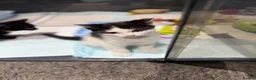 Mixed Breed cats for sale: Playful Litter of 4 *READY TO LEAVE NEXT WEEK* - Advert 16