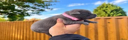 Staffordshire Bull Terrier dogs for sale: SOLID BLUE TEDDY BEARS 🧸  - Advert 4