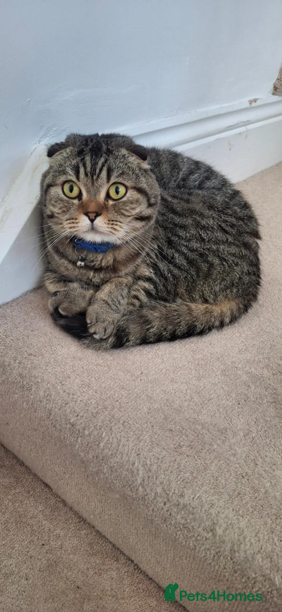 British Shorthair cats for sale: British shorthair and Scottish fold cats  - Advert 18