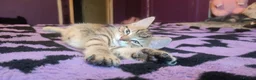 Mixed Breed cats for sale: 1 beautiful Male Tabby Kitten - Advert 3