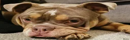 English Bulldog dogs for stud: Handsome Lilac boy for Stud in Gravesend - Advert 6