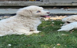 Maltipoo dogs for sale: 🌟 READY NOW 🌟 F1 Maltipoos  - Image 17