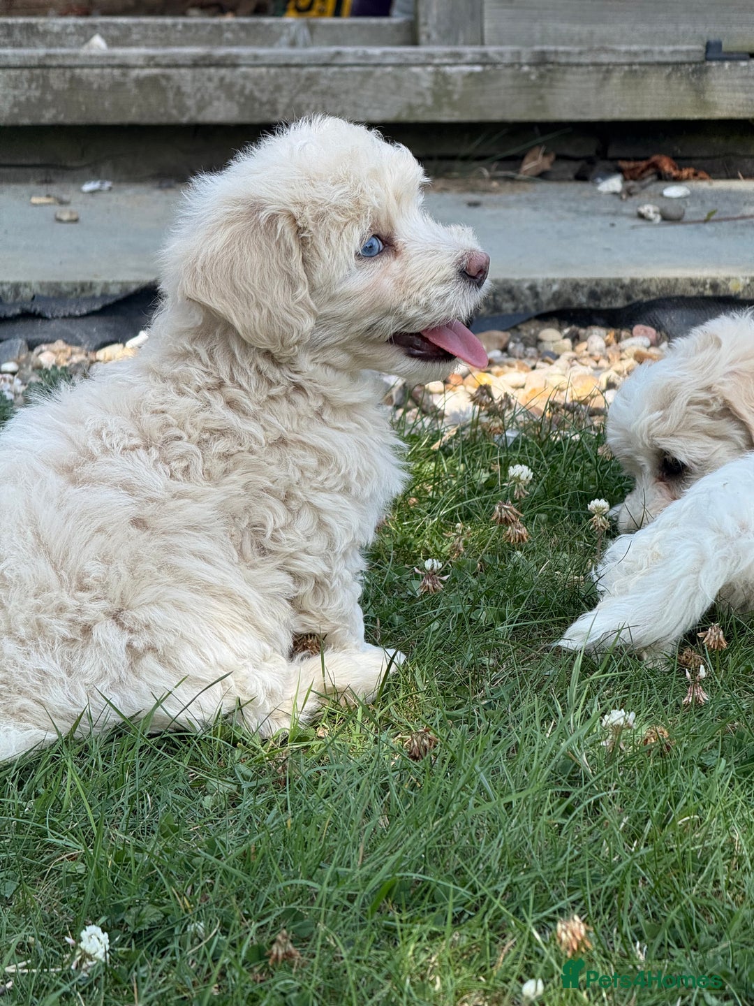 Maltipoo dogs for sale: 🌟 READY NOW 🌟 F1 Maltipoos  - Image 17
