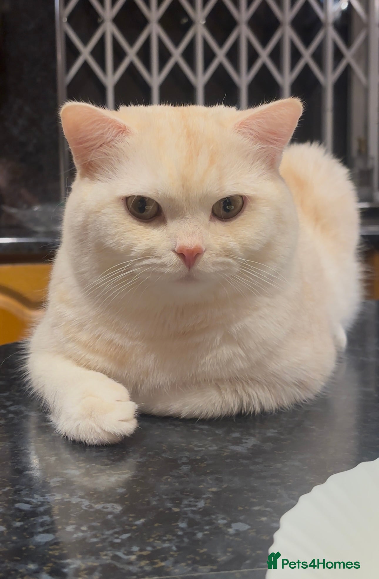 British Shorthair cats BRITISH SHORTHAIR MALE - Advert 1