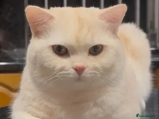 British Shorthair cats BRITISH SHORTHAIR MALE - Advert 1