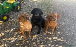 Labrador Retriever dogs for stud: Red Labrador Stud Dog - Image 17