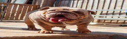 English Bulldog dogs for sale: Beautiful Pixie - Advert 4