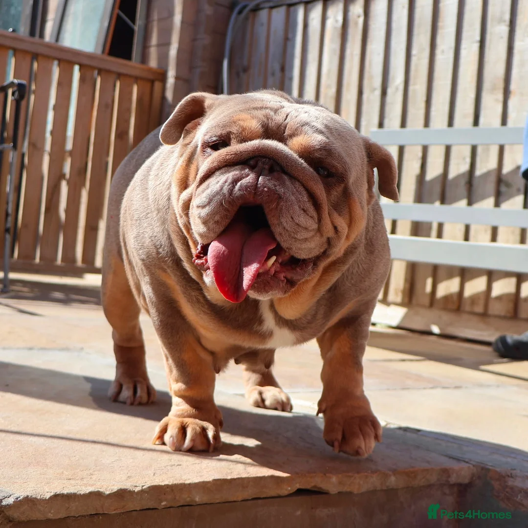English Bulldog dogs for sale: Beautiful Pixie - Advert 4