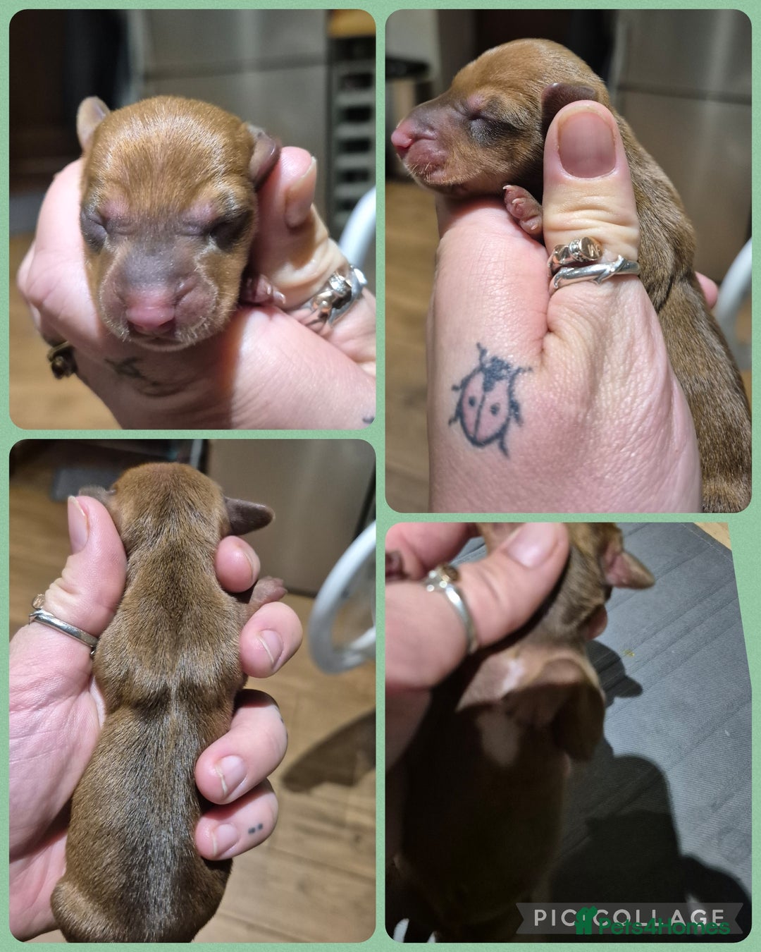 Miniature Dachshund dogs for sale: PRA CLEAR MINIATURE DACHSHUND PUPPIES  - Image 4