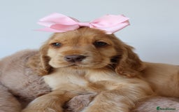 Cocker Spaniel dogs for sale: Stunning SHOW cockers READY TO LEAVE  - Image 22