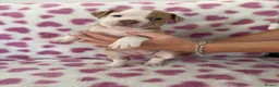 Old Tyme Bulldog dogs for sale: EXQUISITE Old tyme English bulldog puppies  - Advert 21