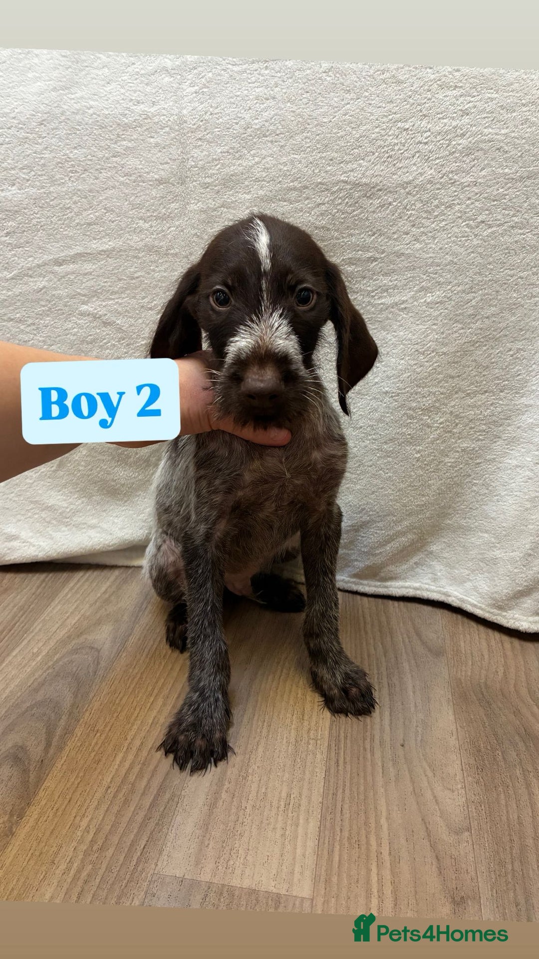 German Wirehaired Pointer dogs for sale: German wire hair pointers for sale - Advert 18