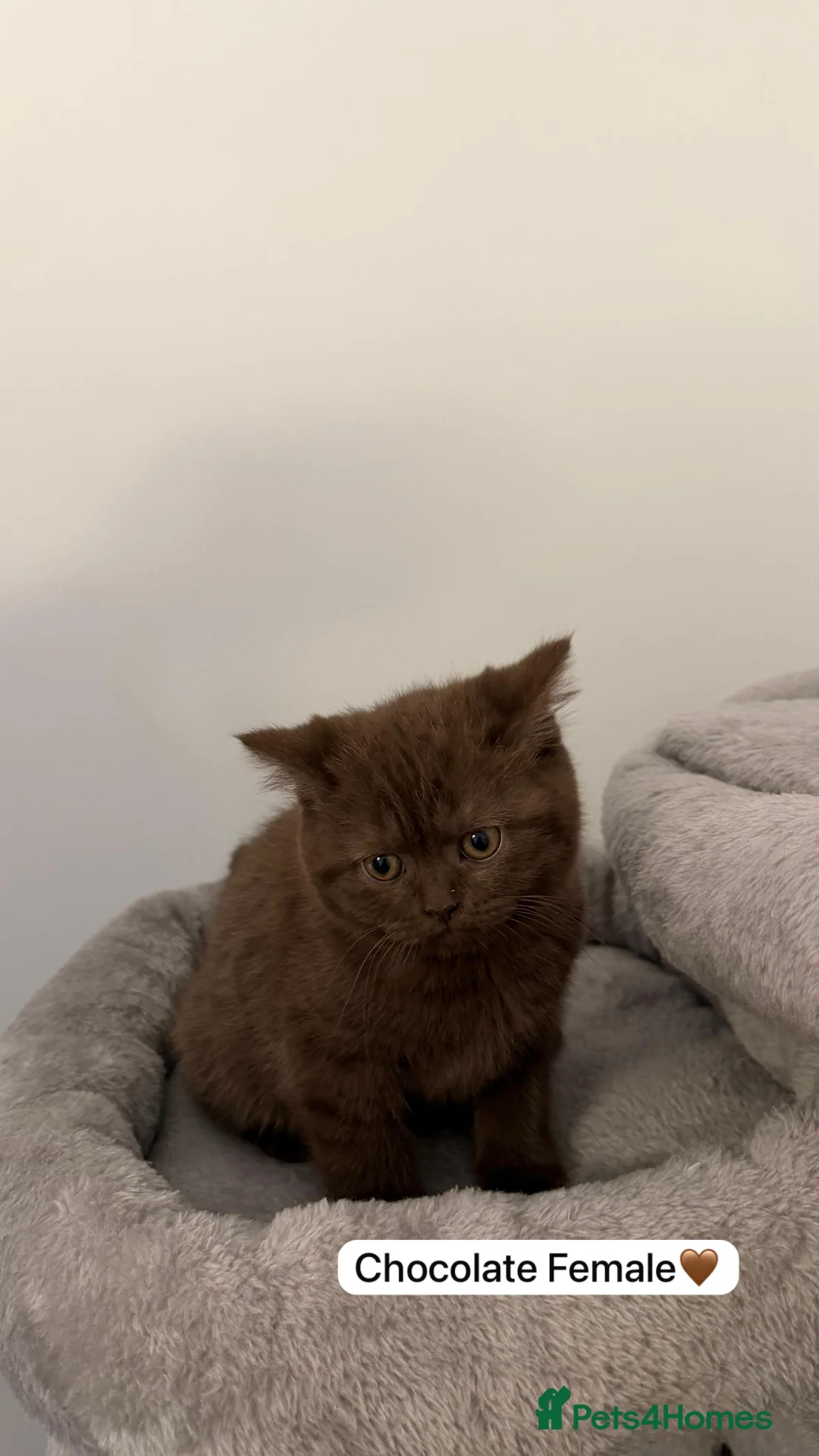 British Shorthair cats for sale: Chunky Chocolate pure british short hair kittens in Birmingham - Advert 2