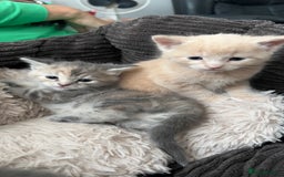 Mixed Breed cats for sale: Half mine coon half British  - Image 16