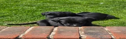 Bernese Mountain Dog dogs for sale: Labernese. F1 - Advert 6