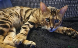 Bengal cats for sale: Kittens for sale  - Image 6