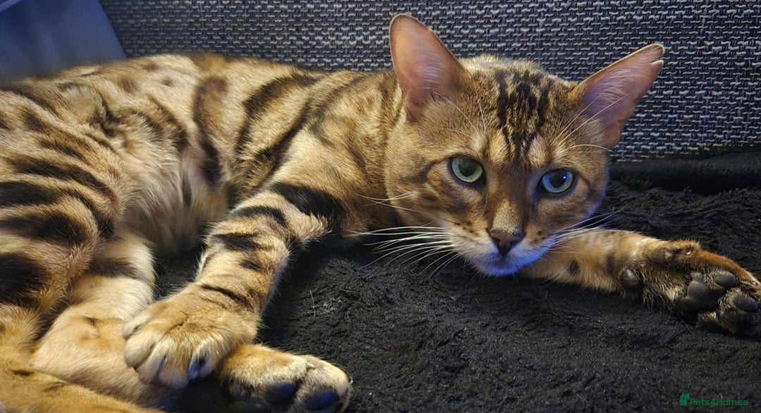 Bengal cats for sale: Kittens for sale  - Image 6