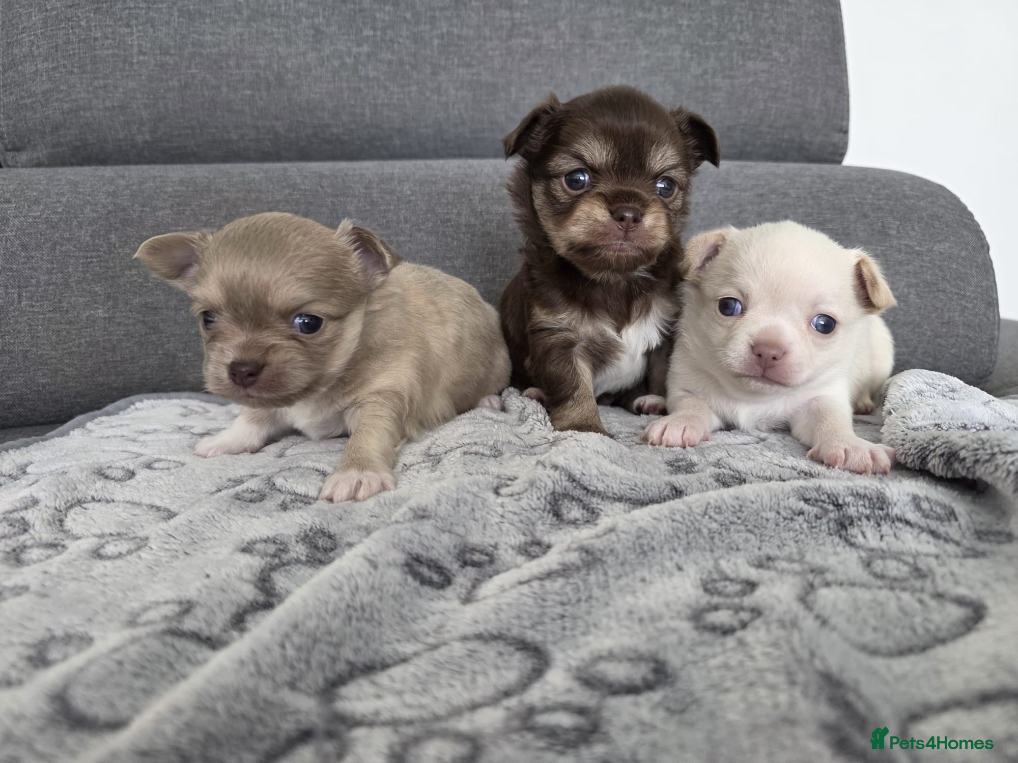Chihuahua dogs Three chihuahua puppies for sale - Advert 10