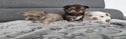 Chihuahua dogs for sale: Three chihuahua puppies for sale - Advert 1