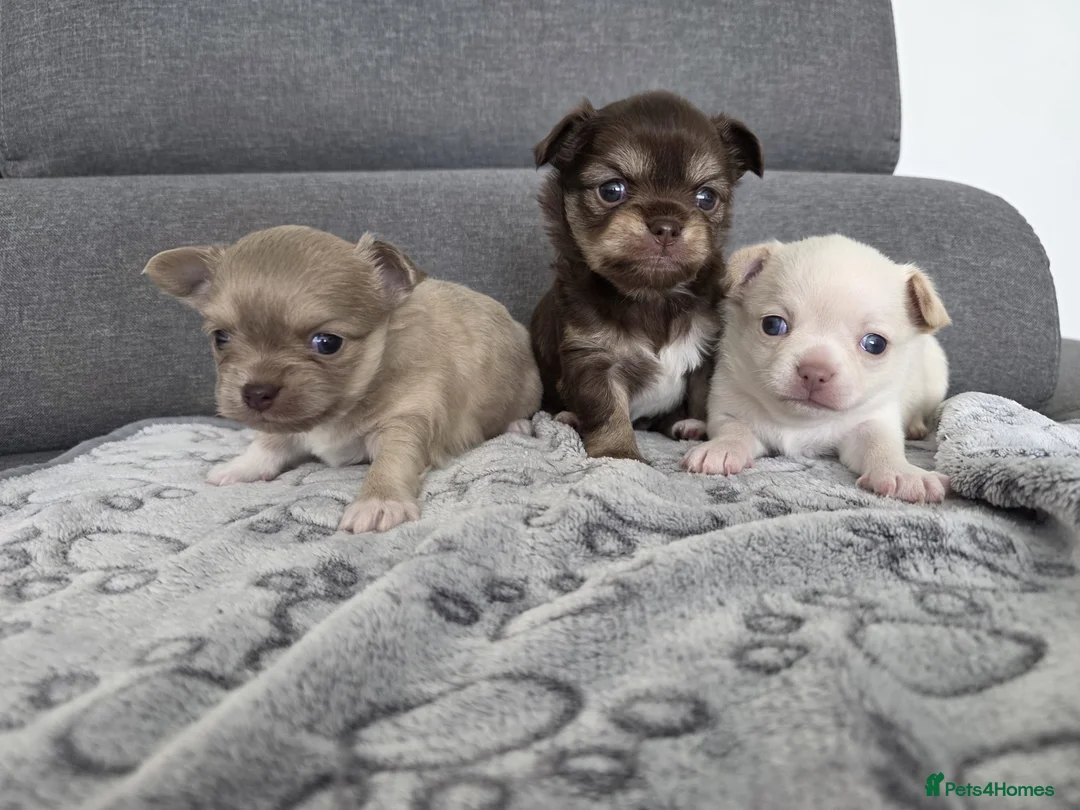 Chihuahua dogs for sale: Three chihuahua puppies for sale - Advert 1