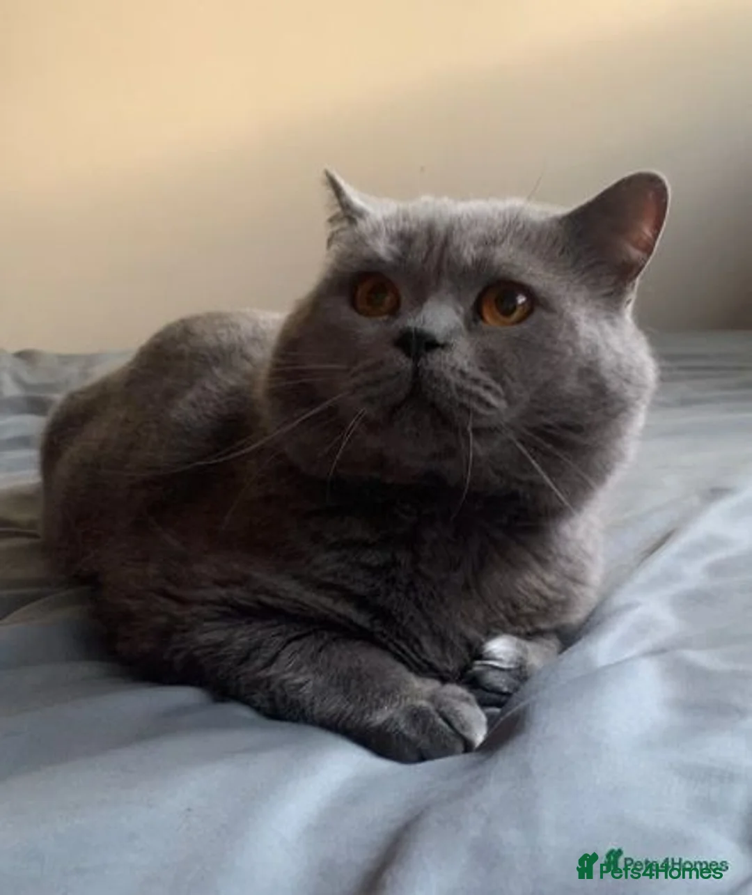 British Shorthair cats for sale: 5 Gorgeous Playful Friendly BSH Kittens Ready Now - Image 8