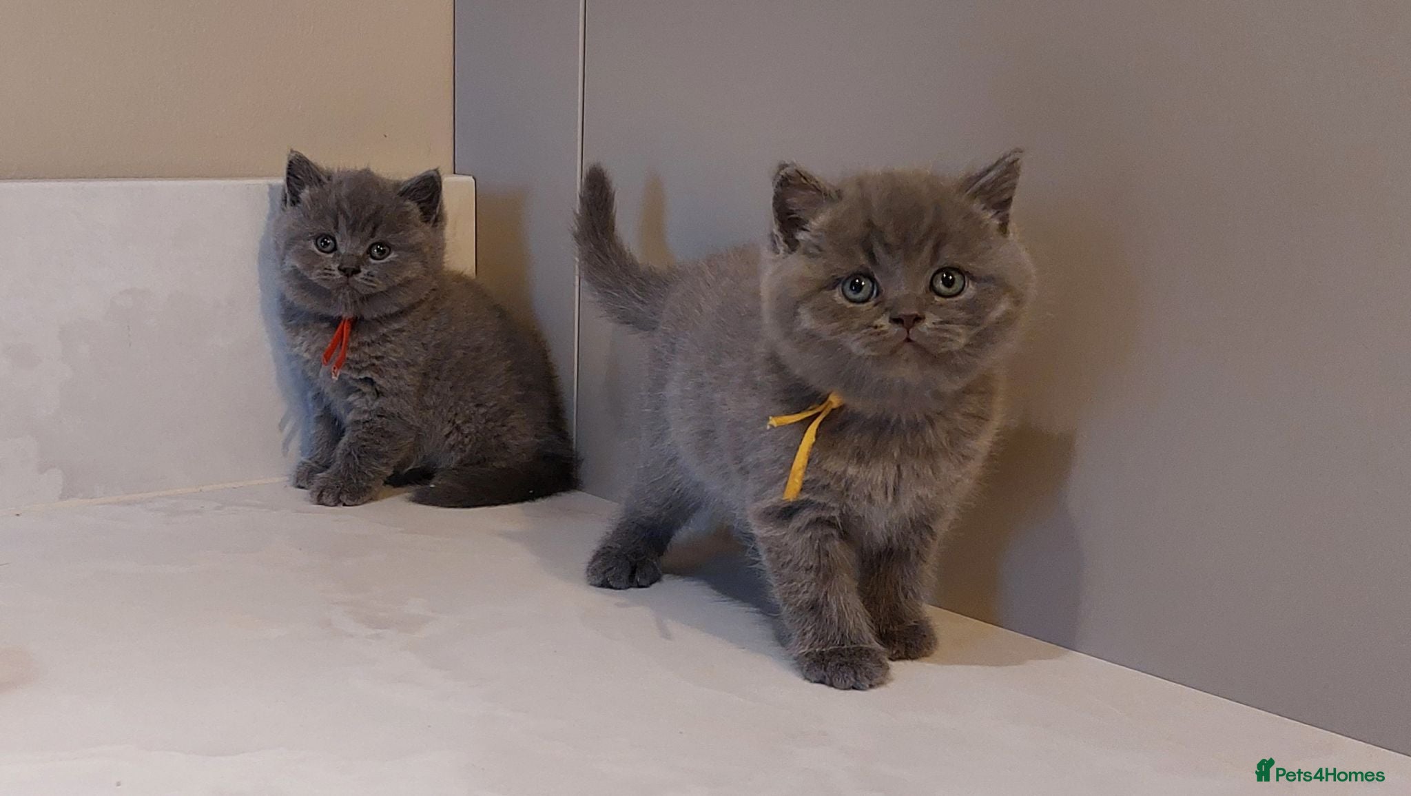 British Shorthair cats Pure Blue British Shorthair Kittens  - Advert 4