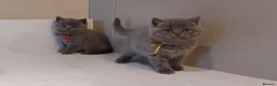 British Shorthair cats for sale: Pure Blue British Shorthair Kittens  - Advert 11