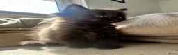Ragdoll cats for sale: Super fluffy little girl  - Advert 7