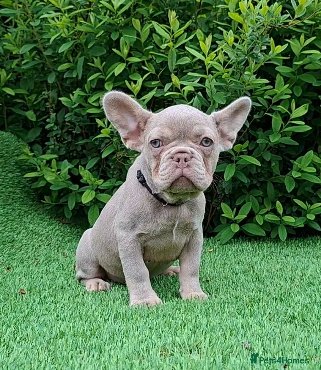 French Bulldog dogs Gorgeous French Bulldog Puppies  - Advert 2