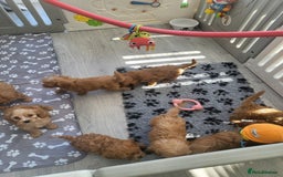 Cavapoochon dogs for sale: Cavapoochon (last girl left ready now)  ) - Image 1