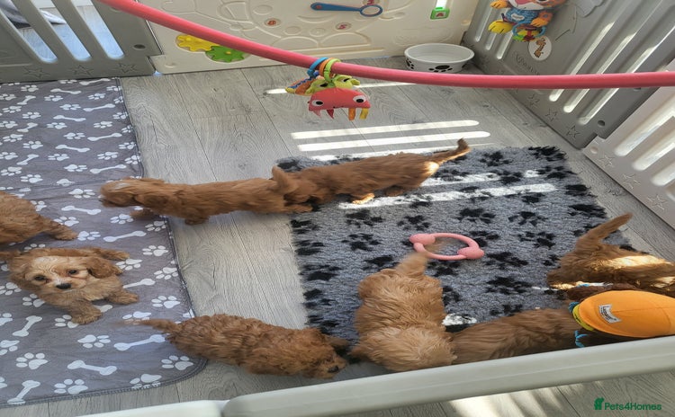 Cavapoochon dogs - Advert 1