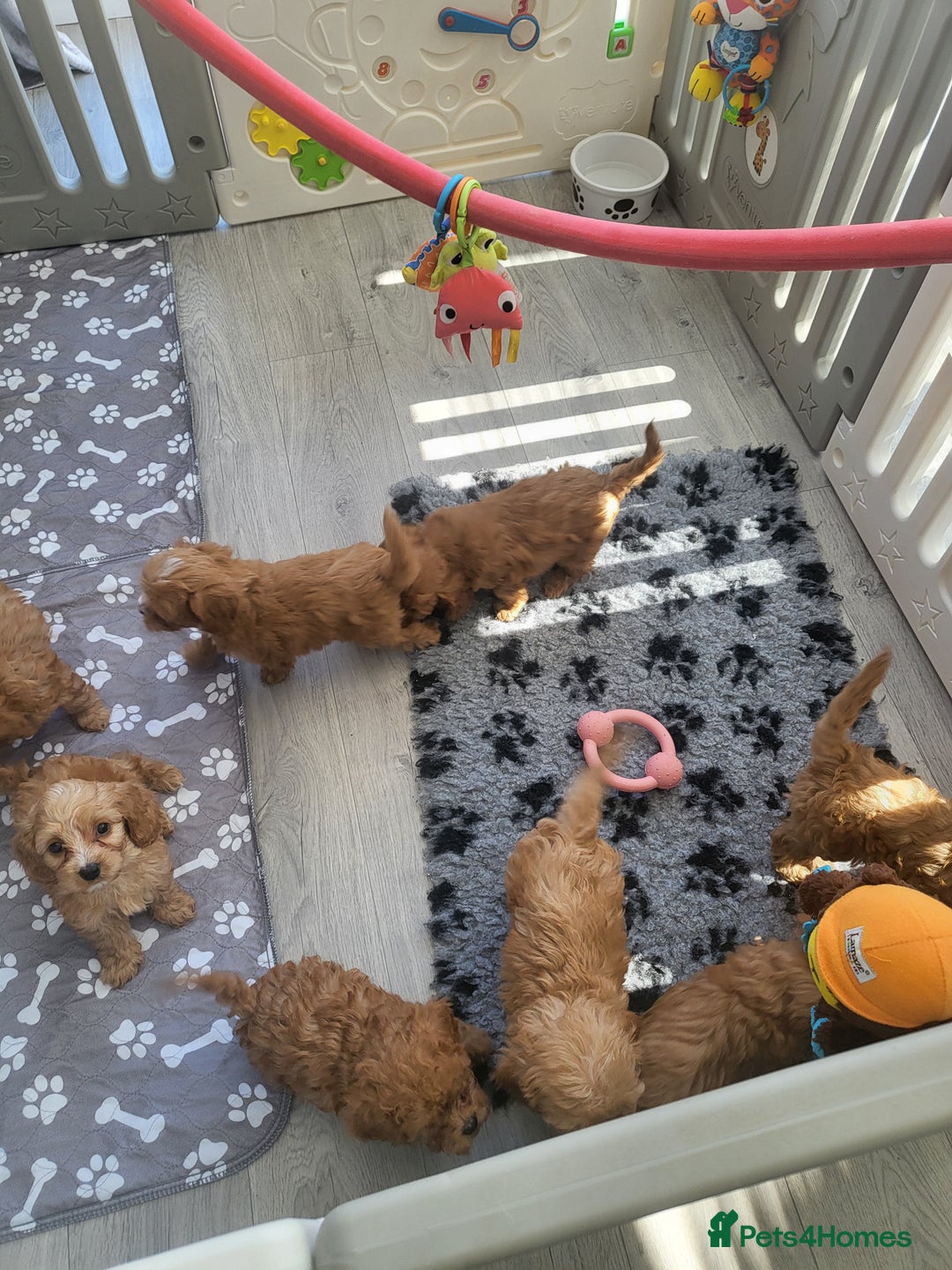 Cavapoochon dogs for sale: Cavapoochon (last girl left ready now)  ) - Image 1