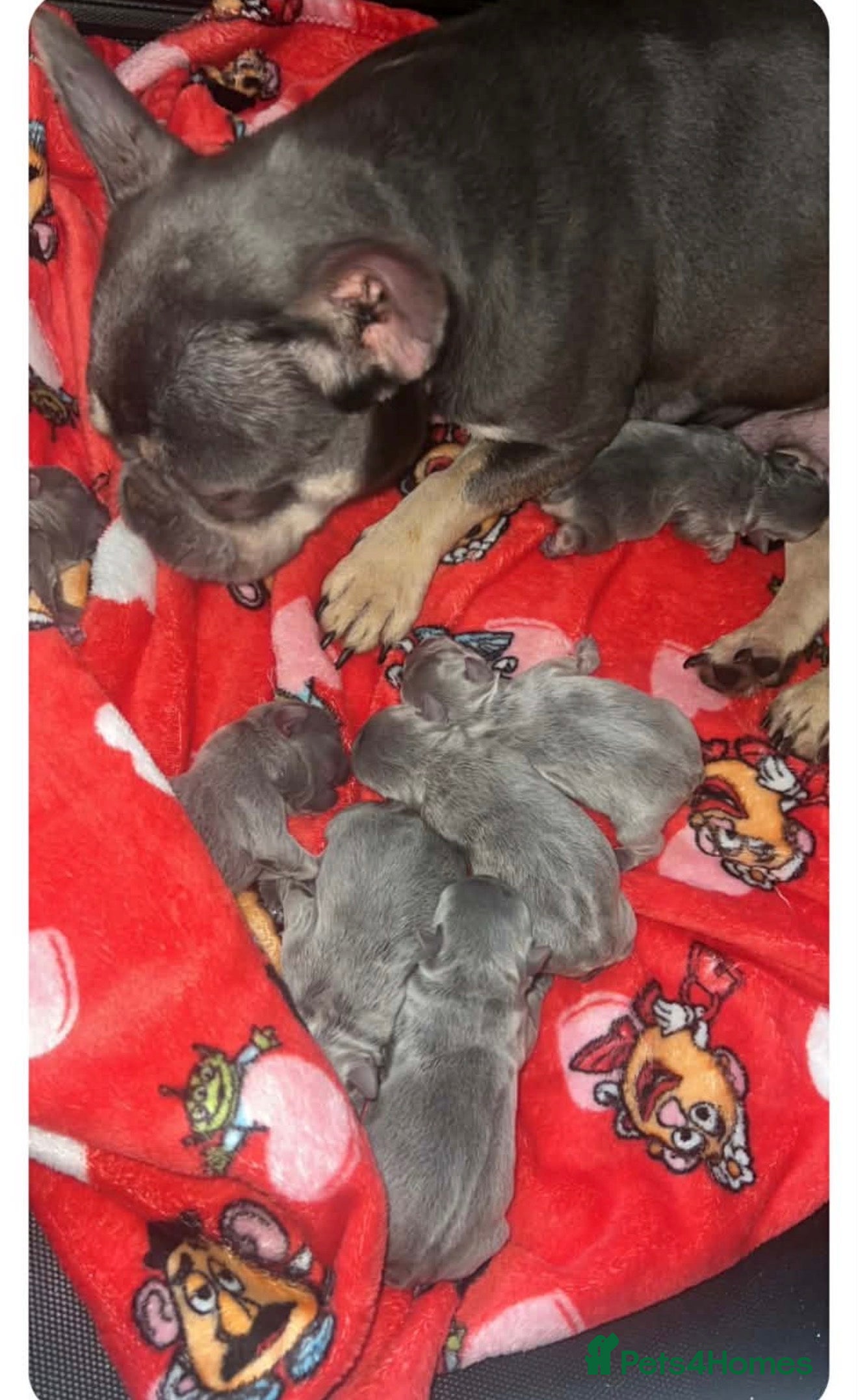 French Bulldog dogs French bulldog puppies  - Advert 17
