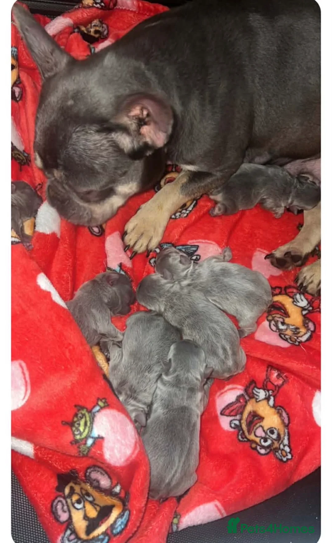 French Bulldog dogs for sale: French bulldog puppies  in Carluke - Advert 1